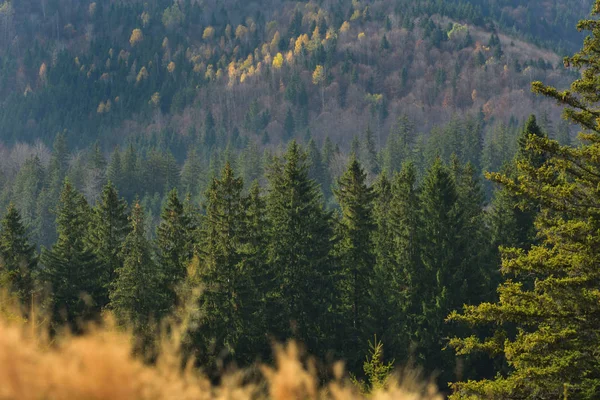 Foresta Nel Tardo Autunno — Foto Stock