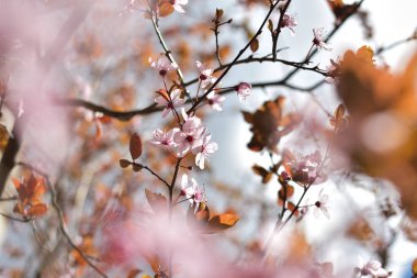 Pembe bahar çiçekleri