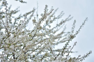 Baharda beyaz çiçekler