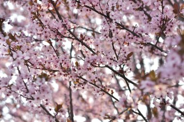 Baharda pembe çiçekler