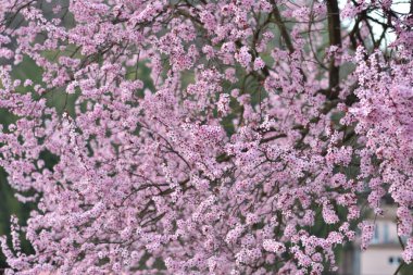 Baharda pembe çiçekler