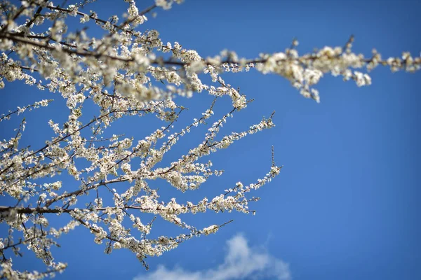 White spring flowers against blue sky — Stock Photo, Image