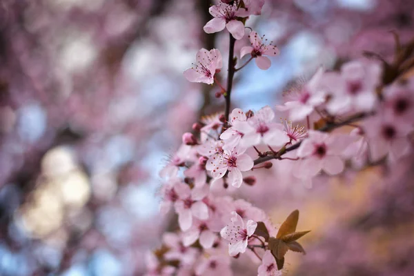 Rosa Blommor Våren — Stockfoto