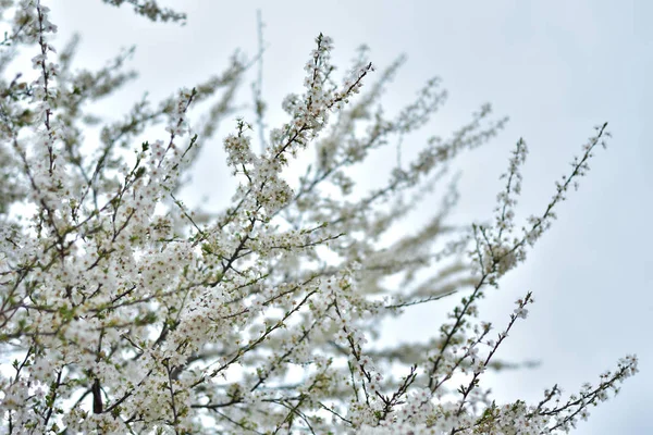 White Flowers Spring — Stock Photo, Image