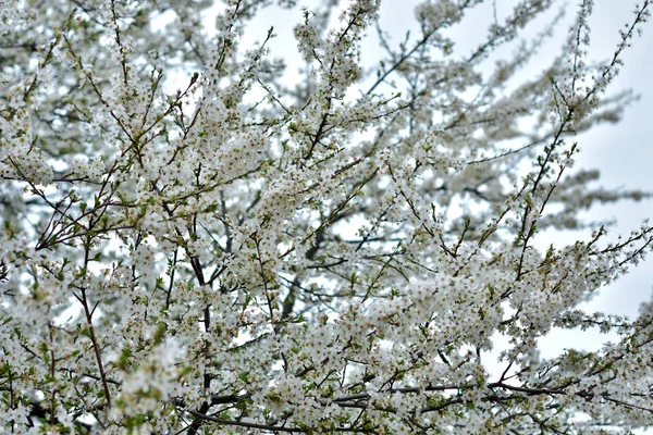 White Flowers Spring — Stock Photo, Image