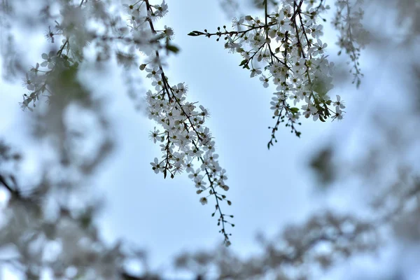 Flores Blancas Primavera — Foto de Stock