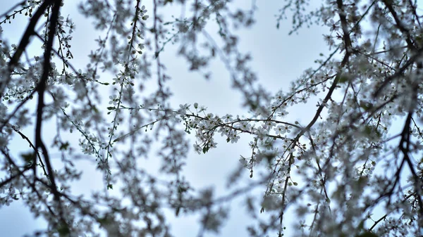 Fleurs Blanches Printemps — Photo