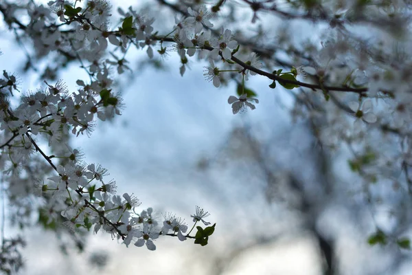 Білі квіти навесні — стокове фото