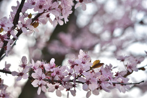 Розовые цветы весной