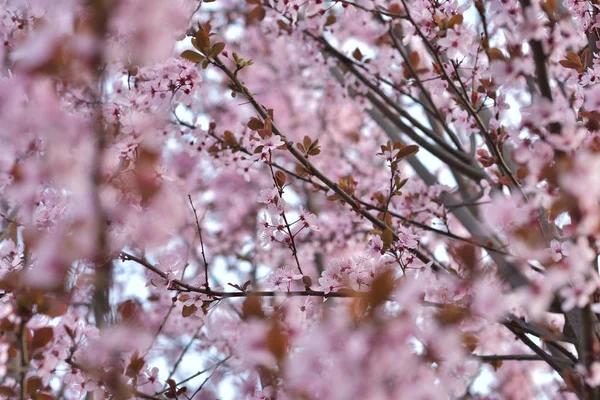 春のピンクの花 — ストック写真