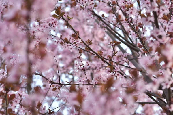 Roze Bloemen Het Voorjaar — Stockfoto