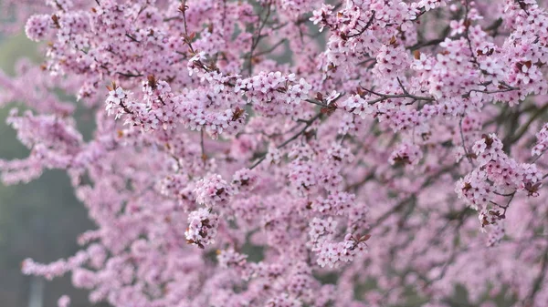 Flores Cor Rosa Primavera — Fotografia de Stock