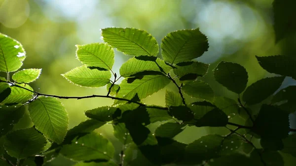 Primer Plano Las Hojas Verano —  Fotos de Stock