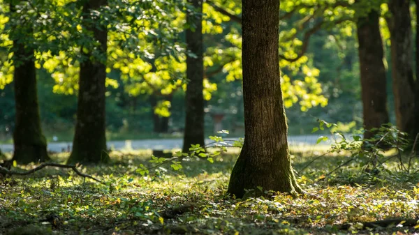 Arbres Forestiers Été — Photo