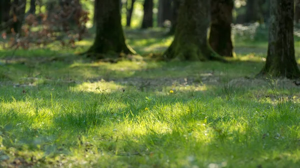 Herbe Été Frappée Par Lumière — Photo