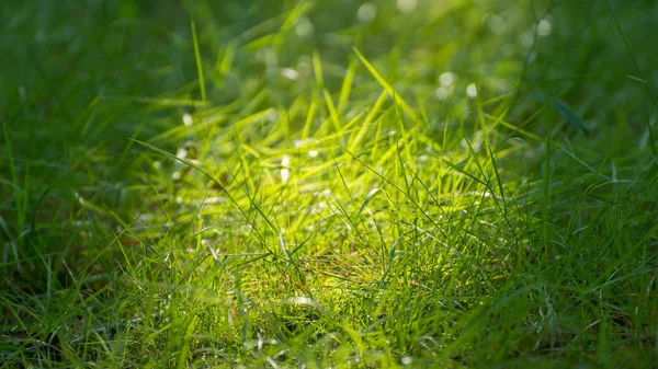 Nahaufnahme Von Gras Warmen Sonnenlicht — Stockfoto