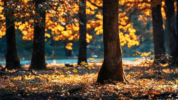 Yazın orman ağaçları