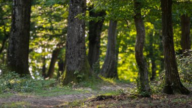Yaz ışığında orman isabet closeup