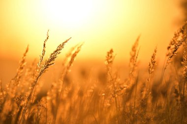 Gün batımında çimenler güneşe karşı