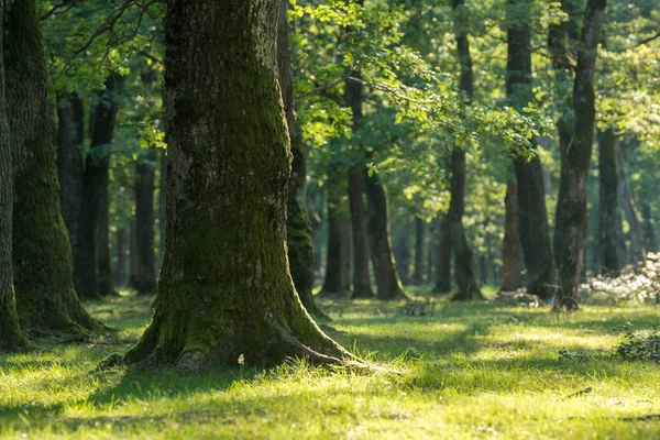 Closeup of forest hit by summer light