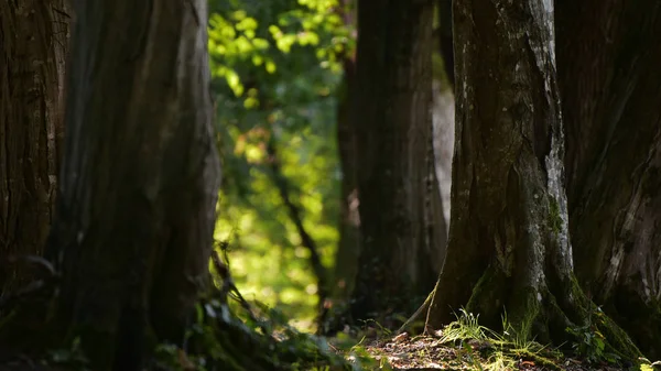 Gros Plan Forêt Touchée Par Lumière Estivale — Photo