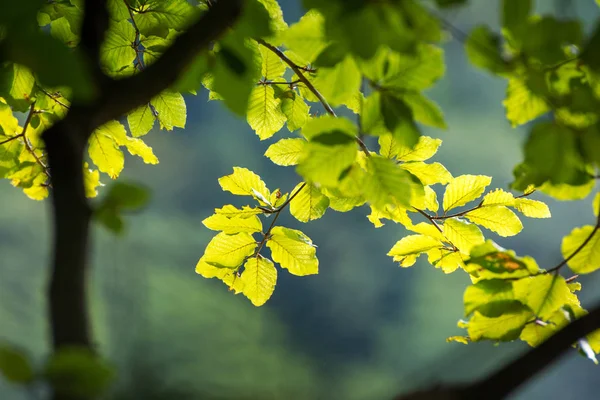 Closeup Zelených Listů Přirozeném Světle — Stock fotografie