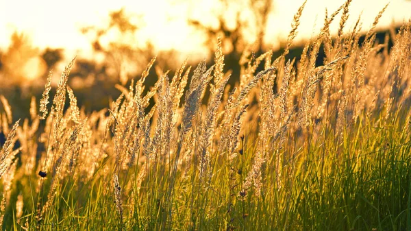 Steppe Gräs Vid Solnedgången Mot Solen — Stockfoto