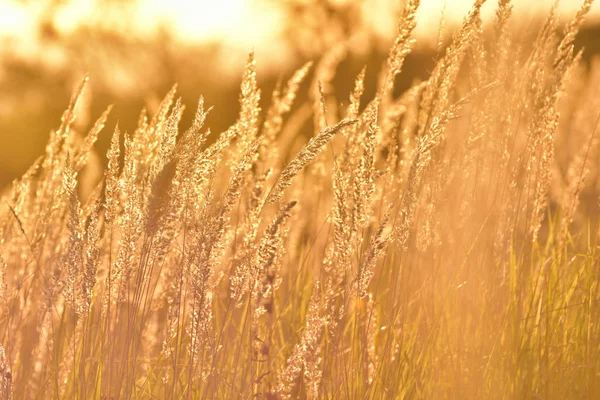 Steppe Gras Bij Zonsondergang Tegen Zon — Stockfoto