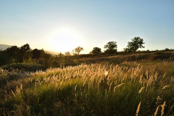 日没時に草を日向ぼっこ — ストック写真