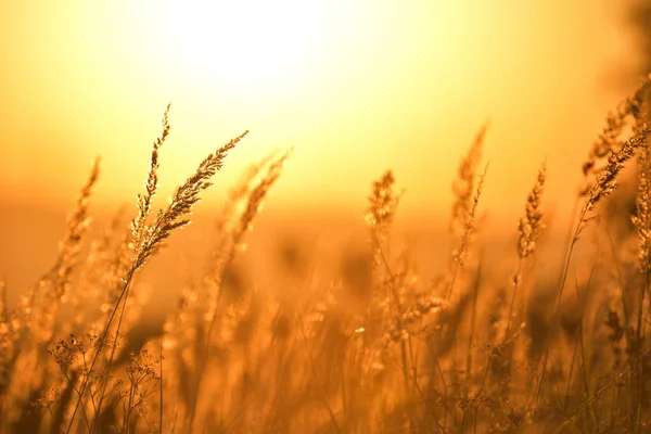 Степная Трава Закате Против Солнца — стоковое фото