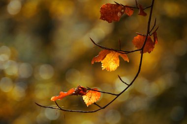 Ağaç dalı üzerinde çürüyen yapraklar