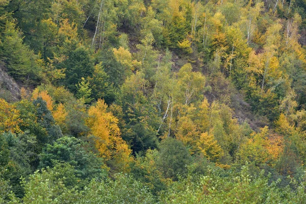 Foresta di betulle in autunno — Foto Stock