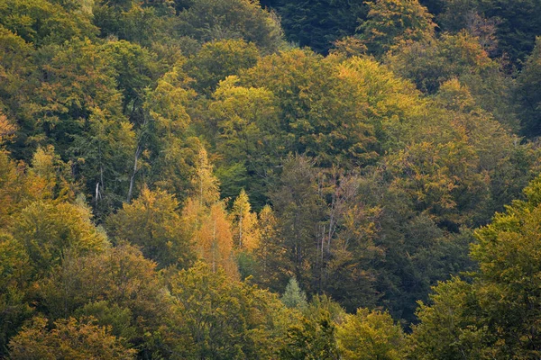 Forêt au début de l'automne — Photo