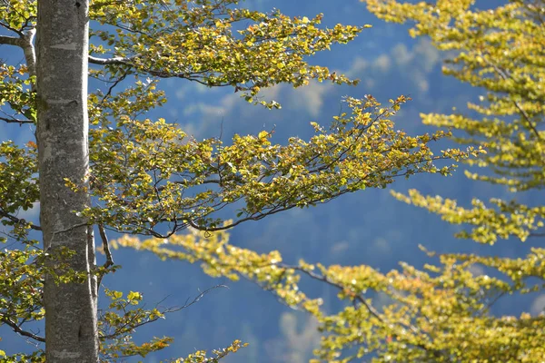 Ramo d'albero in autunno, primo piano girato — Foto Stock