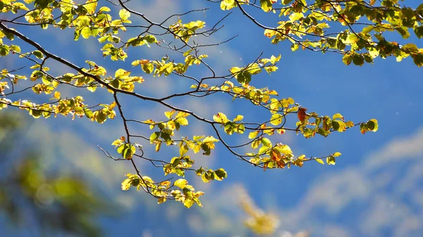 Branche d'arbre en automne, gros plan — Photo