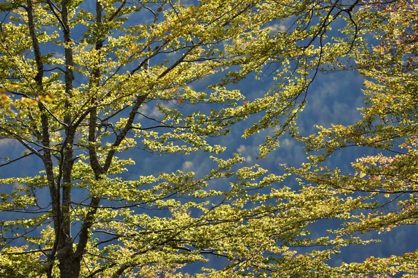 Tree branch in autumn, closeup shot — Stock Photo, Image