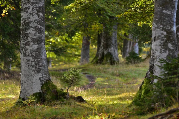 Bos in het vroege najaar — Stockfoto