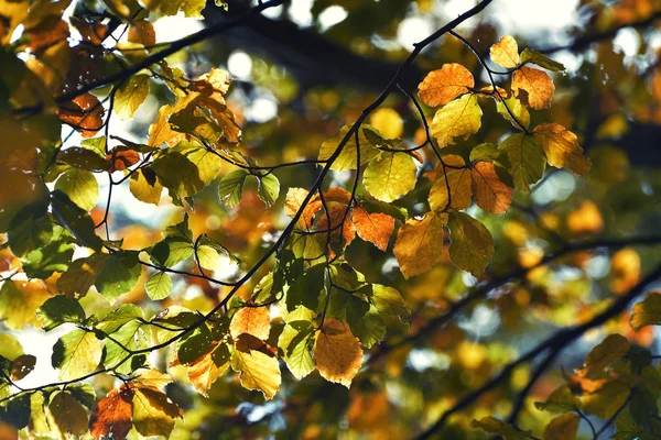 Höstlöv i starkt solljus, suddig bakgrund — Stockfoto