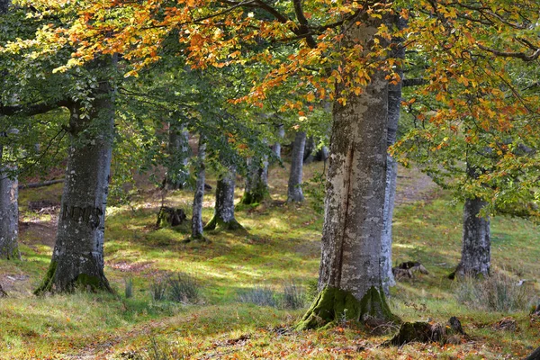 Forest in early Autumn — Stock Photo, Image