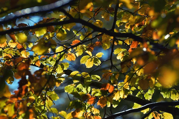 Foglie autunnali in piena luce solare, sfondo sfocato — Foto Stock