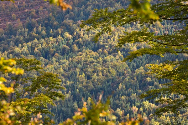 Widok z lotu ptaka na las jesienią — Zdjęcie stockowe