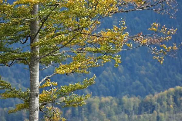 Primo piano dell'albero di montagna in autunno — Foto Stock