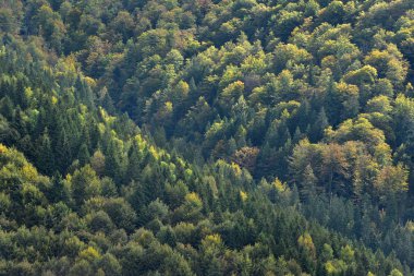 Erken Sonbaharda Pinewood orman