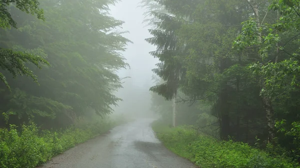 Sisle kaplı yaz ormanı yolu