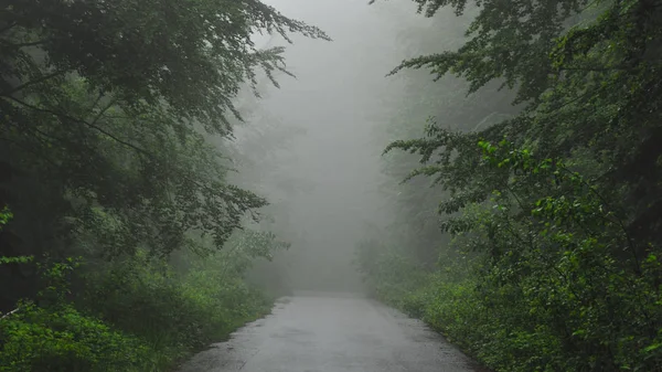 Letnia droga leśna pokryta mgłą — Zdjęcie stockowe