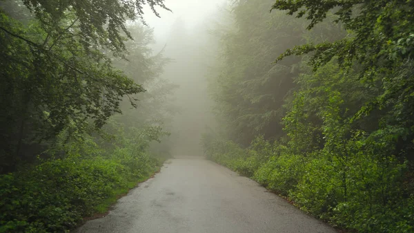 Estrada florestal de Verão coberta de nevoeiro — Fotografia de Stock