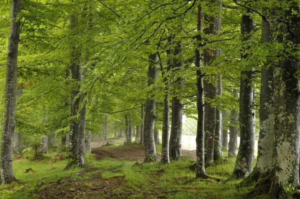 Горный лес в начале лета — стоковое фото
