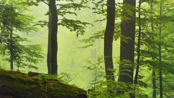 Bergwald im Nebel — Stockfoto