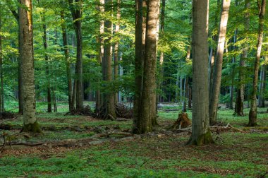Yaz ormanı günbatımı ışınlarıyla vuruyor..