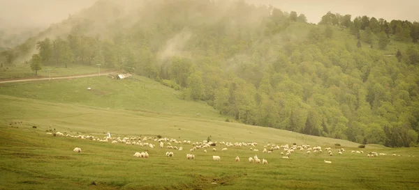 高い山の羊を見守る孤独な羊飼い. — ストック写真